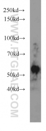 10023-1-AP - MAPK8 / JNK1