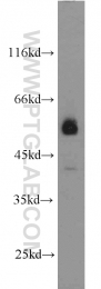 10023-1-AP - MAPK8 / JNK1