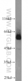 10023-1-AP - MAPK8 / JNK1
