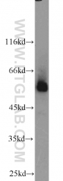 10023-1-AP - MAPK8 / JNK1