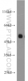 10023-1-AP - MAPK8 / JNK1