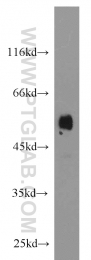 10023-1-AP - MAPK8 / JNK1