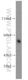 10023-1-AP - MAPK8 / JNK1