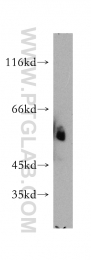 10023-1-AP - MAPK8 / JNK1