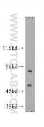 10023-1-AP - MAPK8 / JNK1