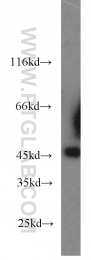 24164-1-AP - MAPK8 / JNK1