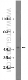24164-1-AP - MAPK8 / JNK1