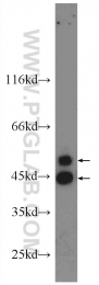 24164-1-AP - MAPK8 / JNK1