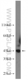 24164-1-AP - MAPK8 / JNK1