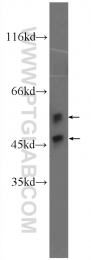 24164-1-AP - MAPK8 / JNK1
