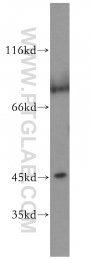 51151-1-AP - MAPK8 / JNK1