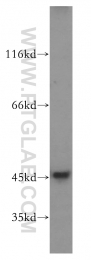 51151-1-AP - MAPK8 / JNK1