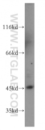 51151-1-AP - MAPK8 / JNK1
