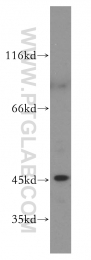 51151-1-AP - MAPK8 / JNK1