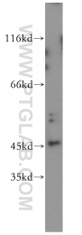 51151-1-AP - MAPK8 / JNK1