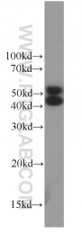 66210-1-Ig - MAPK8 / JNK1