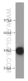 12657-1-AP - KCNJ13