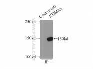 12835-1-AP - KDM3A / JHDM2A