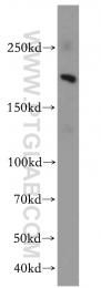 19915-1-AP - JMJD1B / KDM3B