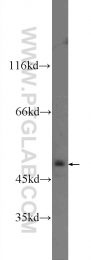 24943-1-AP - JMJD2A / KDM4A