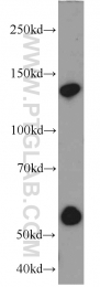 21444-1-AP - KIAA0226