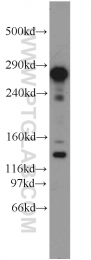 21444-1-AP - KIAA0226