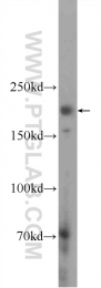 25233-1-AP - Limkain-b1