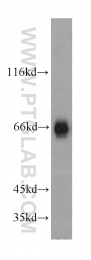 18258-1-AP - ATG13