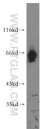18258-1-AP - ATG13