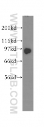 12700-1-AP - KIFAP3 / SMAP