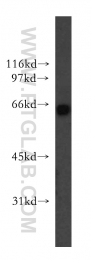 13156-1-AP - KLF12