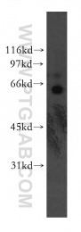 13156-1-AP - KLF12