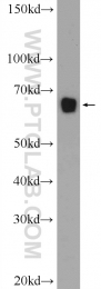 25066-1-AP - KLHL15