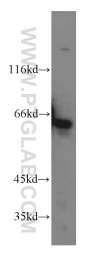 17229-1-AP - KLHL18