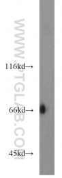 16951-1-AP - KLHL3