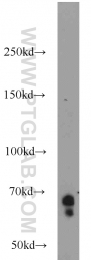 16951-1-AP - KLHL3