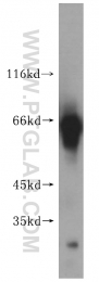 16951-1-AP - KLHL3