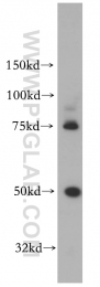 10815-1-AP - KLK1 / Kallikrein-1