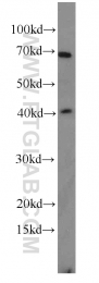 12698-1-AP - KLK11 / Kallikrein-11