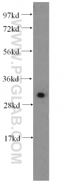 14232-1-AP - KLK8 / Kallikrein-8