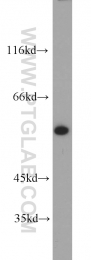10819-1-AP - KPNA2 / Importin alpha-2