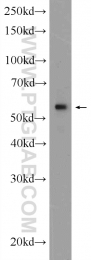 12463-1-AP - KPNA4 / Importin alpha-4
