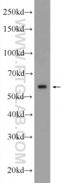 12463-1-AP - KPNA4 / Importin alpha-4