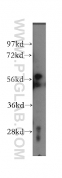12463-1-AP - KPNA4 / Importin alpha-4