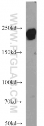23498-1-AP - Laminin beta-1 / LAMB1