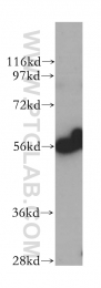 14612-1-AP - Cytosol aminopeptidase