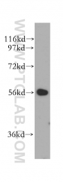 14612-1-AP - Cytosol aminopeptidase