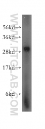 15759-1-AP - LHPP