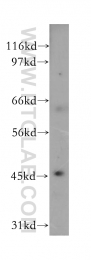 12956-1-AP - LIPA