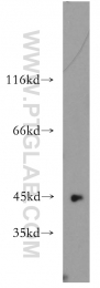 12956-1-AP - LIPA
